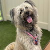 adoptable Dog in camarillo, CA named *SHATZI