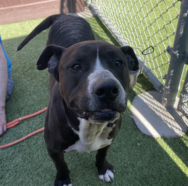 adoptable Dog in Camarillo, CA named *ALBERT