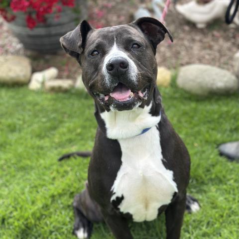 *ALBERT - American Pit Bull Terrier available for adoption