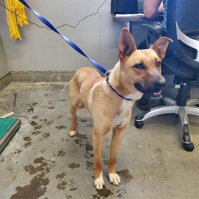 adoptable Dog in Camarillo, CA named *MAYA