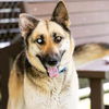 adoptable Dog in camarillo, CA named *SCOUT