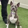 adoptable Dog in camarillo, CA named ROSIE