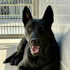 adoptable Dog in camarillo, CA named *RINGO