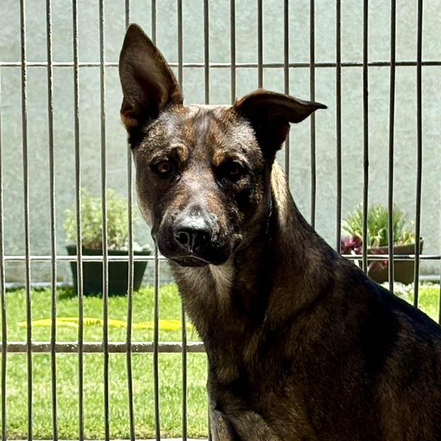 adoptable Dog in Camarillo, CA named *JOHN