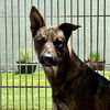 adoptable Dog in camarillo, CA named *JOHN