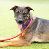 adoptable Dog in camarillo, CA named *GEORGE