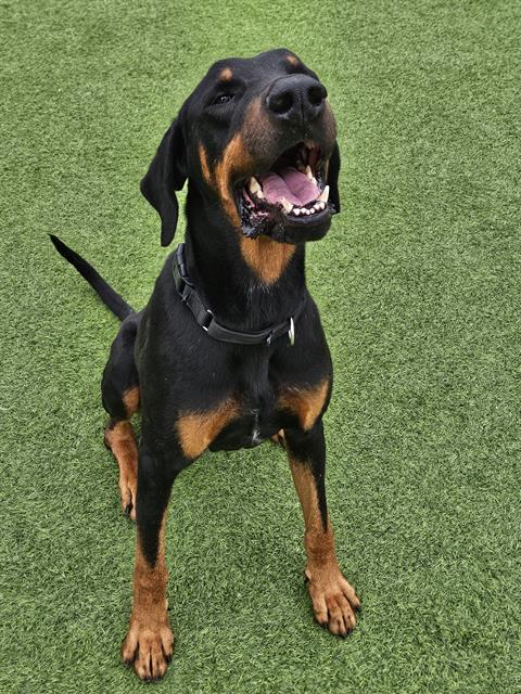 adoptable Dog in Camarillo, CA named COMET