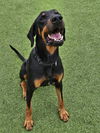 adoptable Dog in  named COMET