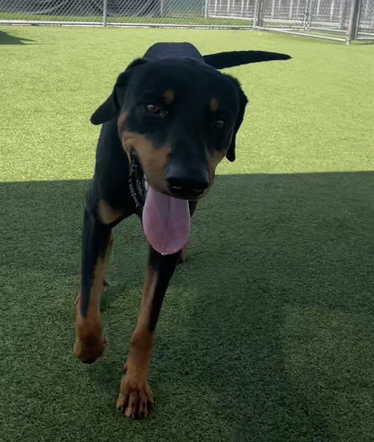 adoptable Dog in Camarillo, CA named TOTORO