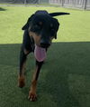 adoptable Dog in  named TOTORO