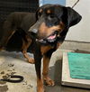 adoptable Dog in  named SOLO
