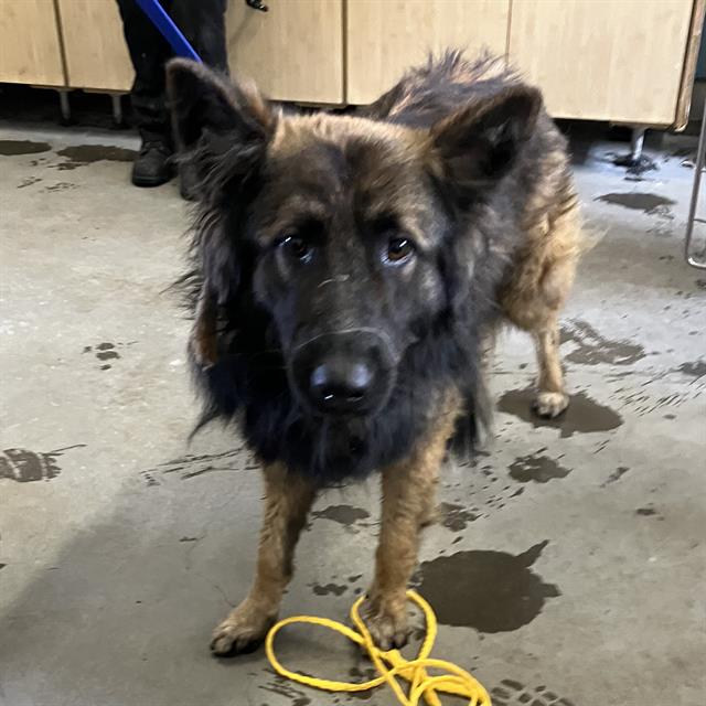 adoptable Dog in Camarillo, CA named *BASTIAN