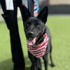 adoptable Dog in camarillo, CA named BATMAN