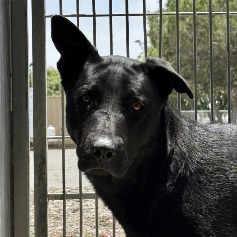 adoptable Dog in Camarillo, CA named *MALIKA