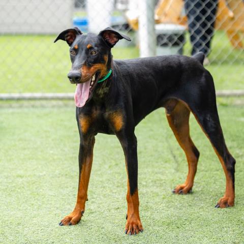 adoptable Dog in Camarillo, CA named *CAESAR