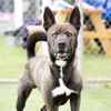 adoptable Dog in camarillo, CA named *MAJOR