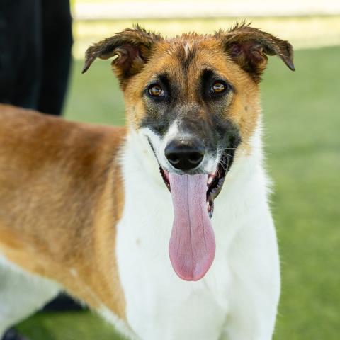 adoptable Dog in Camarillo, CA named CANE