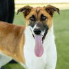 adoptable Dog in camarillo, CA named CANE