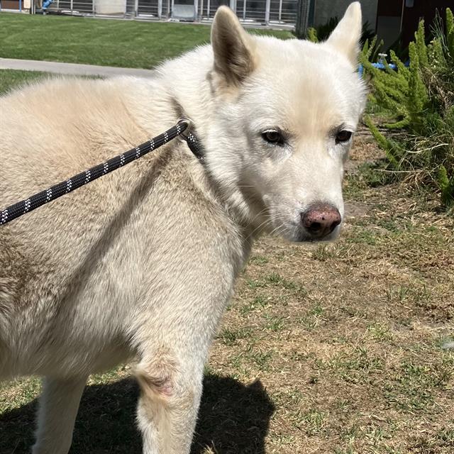 adoptable Dog in Camarillo, CA named *OTTO
