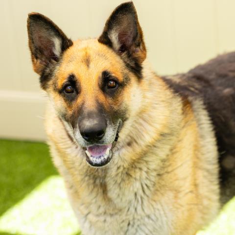 adoptable Dog in Camarillo, CA named *ABBY