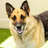adoptable Dog in Camarillo, CA named *ABBY