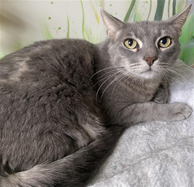 adoptable Cat in Camarillo, CA named HENRY