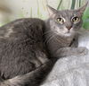 adoptable Cat in camarillo, CA named HENRY