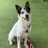 adoptable Dog in camarillo, CA named *XENA