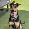 adoptable Dog in camarillo, CA named PEANUT