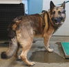 adoptable Dog in camarillo, CA named *JETER