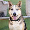 adoptable Dog in camarillo, CA named CARLO
