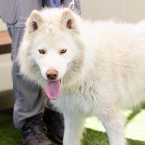 adoptable Dog in Camarillo, CA named COCO