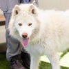 adoptable Dog in camarillo, CA named COCO
