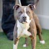 adoptable Dog in  named *LOLLI