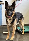 adoptable Dog in camarillo, CA named *RUDI