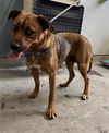 adoptable Dog in camarillo, CA named *ELSA