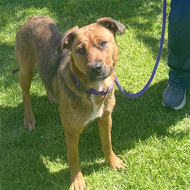 adoptable Dog in Camarillo, CA named *ELSA