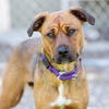 adoptable Dog in  named *ELSA
