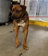 adoptable Dog in camarillo, CA named *LEO