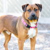 adoptable Dog in  named *LEO