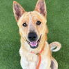 adoptable Dog in camarillo, CA named *SAM