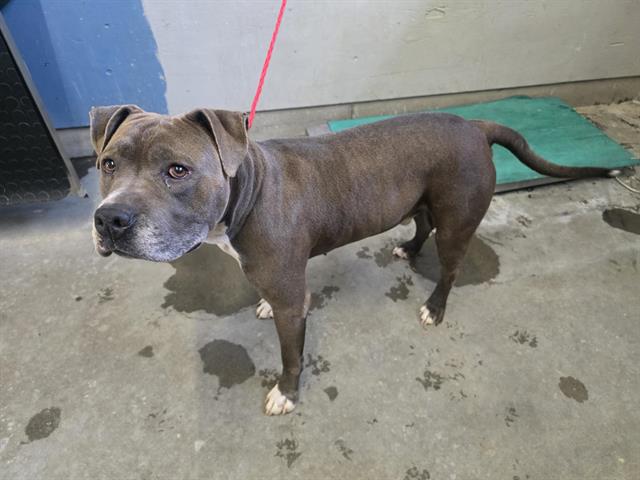 adoptable Dog in Camarillo, CA named *TITUS