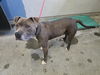 adoptable Dog in  named *TITUS