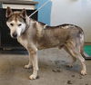 adoptable Dog in camarillo, CA named *GANDALF