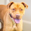 adoptable Dog in  named LUCAS