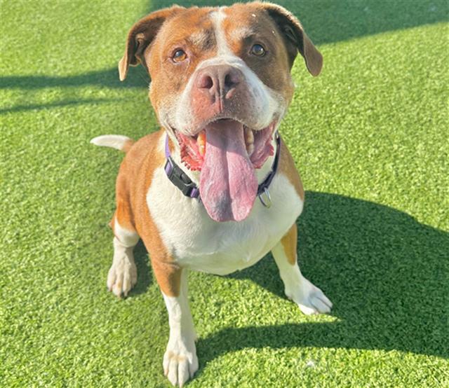 adoptable Dog in Camarillo, CA named MISTER STANLEY
