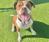 adoptable Dog in  named MISTER STANLEY