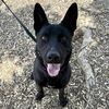 adoptable Dog in camarillo, CA named *MAGIC