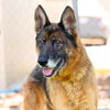 adoptable Dog in camarillo, CA named OLIVER