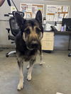 adoptable Dog in camarillo, CA named CAPTAIN